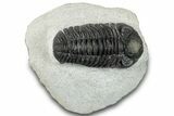 Bargain, Morocops Trilobite - Ofaten, Morocco #287376-3